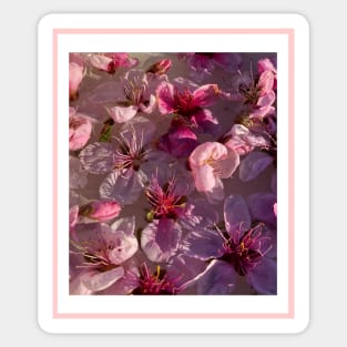 Utah Peach Blossom Design Sticker